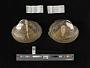 Lampsilis cardium