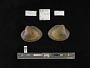 Lampsilis dolabraeformis