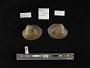 Lampsilis dolabraeformis
