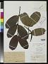 Lanugia latifolia N.E. Br.