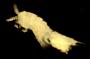 Laophontidae