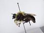 Laphria affinis