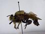 Laphria grossa