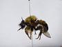 Laphria thoracica