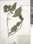 Laportea sinensis C.H. Wright