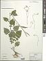Lapsana communis L.