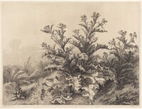 Large Thistle