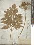 Laserpitium nitidum Zanted.