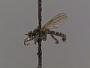 Lasiopogon oklahomensis