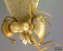 Lasius (Acanthomyops) interjectus arizonicus