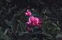 Lathyrus latifolius L.