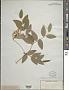Lathyrus venosus Muhl. ex Willd.