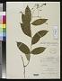 Laubertia laxiflora Rusby