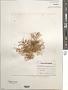 Laurencia sp.