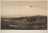 Le Soir.  Cerf et Herons