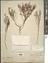 Lechea deckertii Small