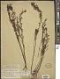 Lechea intermedia Legg. ex Britton