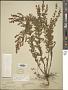 Lechea mucronata Raf.