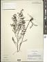Lechea pulchella Raf.
