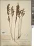 Lechea stricta Legg.