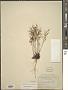 Lechea tenuifolia Michx.