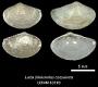 Leda (Neilonella) corpulenta
