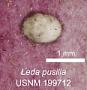 Leda pusilla