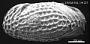 Leguminocythereis sp.