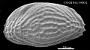 Leguminocythereis sp.