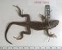 Leiocephalus eremitus
