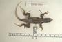 Leiocephalus macropus