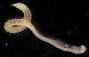 Leitoscoloplos sp.
