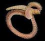 Leitoscoloplos sp.