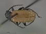 Lema dilutipennis