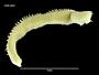Leodamas marginatus