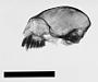 Leontopithecus rosalia