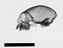 Leontopithecus rosalia