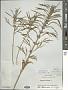 Leonurus japonicus Houtt.