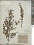Lepechinia chamaedryoides (Balb.) Epling