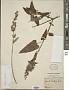 Lepechinia salviae (Lindl.) Epling