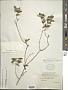 Lepidaploa glabra (Willd.) H. Rob.