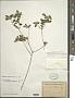 Lepidaploa glabra (Willd.) H. Rob.
