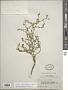 Lepidium cordatum Willd. ex Steven