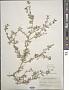 Lepidium didymum L.