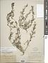 Lepidium didymum L.