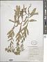 Lepidium draba L.