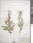 Lepidium draba L.