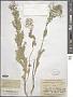 Lepidium draba L.