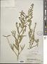Lepidium latifolium L.