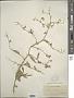Lepidium latifolium L.